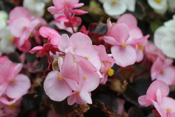fantastic pink flower in the bourgeois gardens