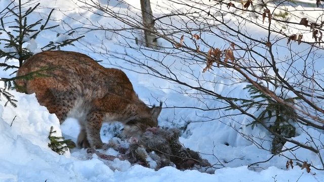 Eurasian lynx (Lynx lynx) feeding on killed roe deer in the snow in winter