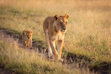 Fototapeta na wymiar Lioness walking along sandy track with cub