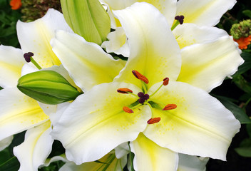 Top view of a blooming Lily on a summer day.
