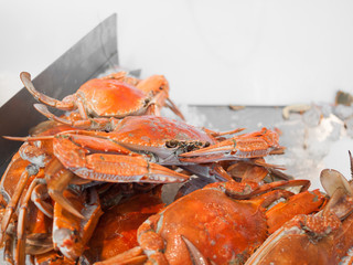 A beautiful live delicious pile of fresh seafood orange crabs with claws tied together in a seafood...