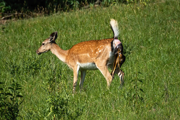 Fallow deer, dama dama, doe giving a birth to fawn with tail up and newborn coming out with head...