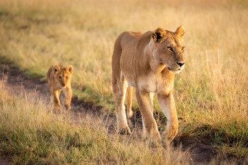 Fototapeta na wymiar Lioness walking down sandy track with cub