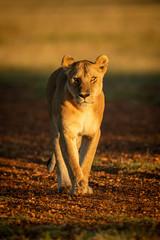 Lioness walking on gravel airstrip at dawn © Nick Dale