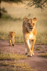 Fototapeta na wymiar Lioness walks along sandy track with cub