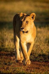 Fototapeta na wymiar Lioness walks along track in dawn light