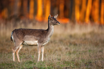 Naklejka na ściany i meble Cute fallow deer, dama dama, doe looking away on a meadow with dry grass at autumnal sunset. Wild mammal with brown fur and white spots observing surrounding in nature with copy space.