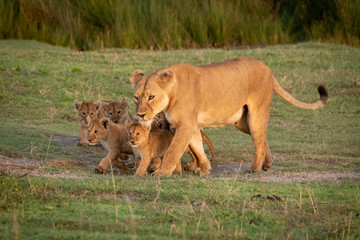 Fototapeta na wymiar Lioness walks on grass with five cubs