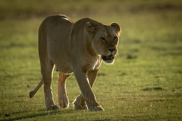 Lioness walks on grassy plain towards camera