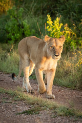 Lioness walks on gravel track beside grass