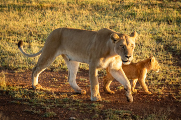 Naklejka na ściany i meble Lioness walks on gravel track with cub