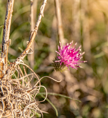 Lever de soleil sur le Cap Ferrat