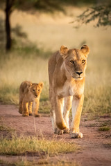 Lioness walks on track followed by cub