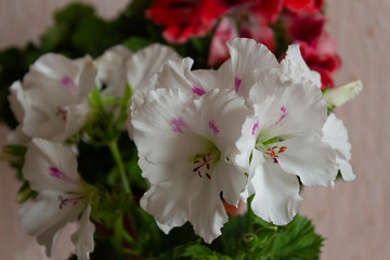 Blooming royal Pelargonium Mona Lisa with large white flowers on a background of green leaves and other flowers
