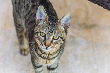 Closeup view photography of cute beautiful cat looking up in camera. 