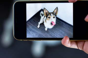 Hands photographing a dog on a mobile phone. A serious puppy looks directly at the camera, licks its tongue on a wooden background, taking a selfie on a smartphone, camera. View through display