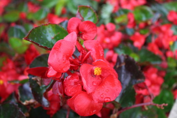 fantastic red flower in the bourgeois gardens