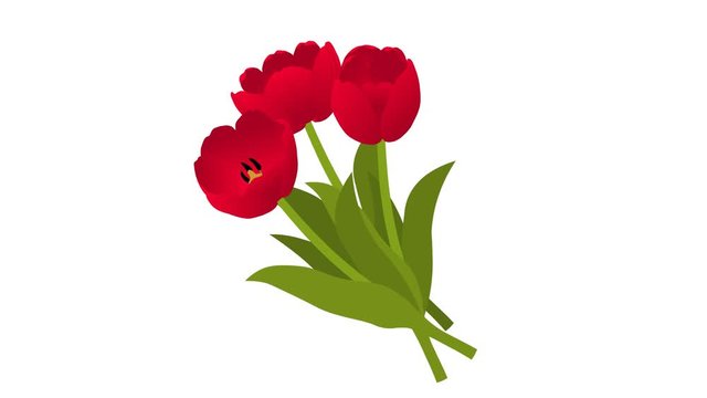 Animated Bouquet Red Tulip Flowers Easy. Animated bouquet of red Tulip flowers. Easy openness. Original file Full HD has an alpha channel. 29.97 fps