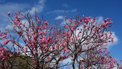 美しい梅の花に魅せられて！
