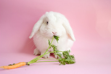 White rabbit with carrot on a pink background. Easter party. Bunny © Katrin