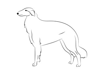 Russian Borzoi dog. Vector outline stock illustration realistic lines silhouette for logo, print,tattoo, coloring book.