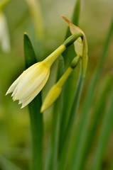 Daffodil buds just opening.