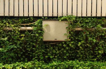 Telephone exchange box connected to electrical conduit installing on the wall among the bush of Golden Pothos or Epipremnum Aureum 