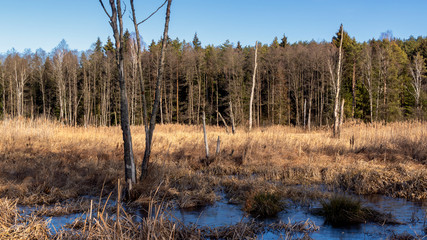Puszcz Knyszyńska, łagodna zima 2020, anomalie pogodowe, Podlasie, Polska © podlaski49