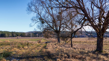 Puszcz Knyszyńska, łagodna zima 2020, anomalie pogodowe, Podlasie, Polska © podlaski49