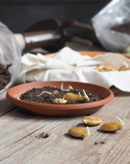 The concept of preparing for the planting spring season. Sprouted pumpkin seeds for planting. Wooden background.