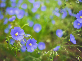 Blue geranium flowers with raindrops in the front garden or garden. Spring and summer flowers. Dew on flowers