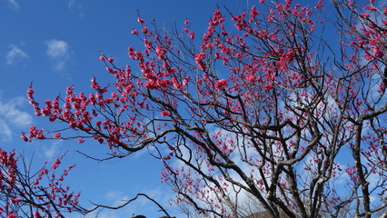 美しい梅の花に魅せられて！