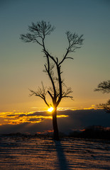 Fototapeta na wymiar Baum silhouette im Abendrot