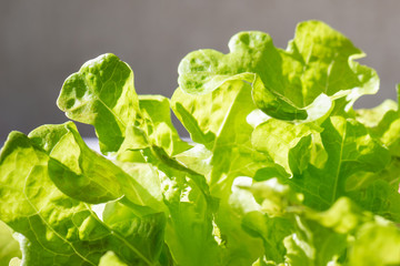 Fresh organic green oak lettuce vegetable plant farm