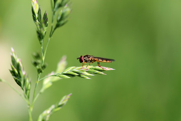 Steppe fly
