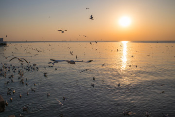 seagulls flying at the pangpoo