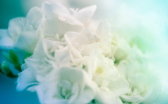 Bouquet of white freesias closeup on soft Tiffany blue green, or Aqua Menthe and Phantom Blue color shades background