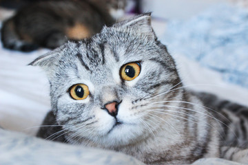 Portrait of grey scottish fold cat. Tabby  shorthair kitten. Big yellow eyes. A beautiful background for wallpaper, cover, postcard. Isolated, close up. Cats concept.