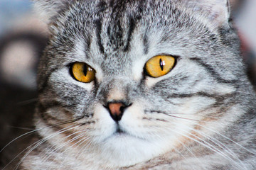 Portrait of grey scottish fold cat. Tabby  shorthair kitten. Big yellow eyes. A beautiful background for wallpaper, cover, postcard. Isolated, close up. Cats concept.