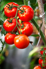 Beautiful red ripe tomato in organic greenhouse