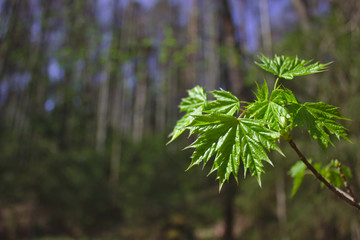 Green young maple leaves on a sunny spring day.