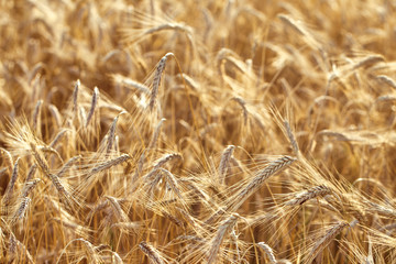 Ears of golden wheat close up on a wheat field