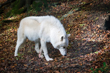 Fototapeta na wymiar polarwolf in the forest polar wolf eating