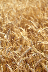 Golden rye field under the summer sun