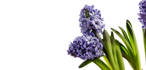 Fototapeta premium Hyacinth on white.