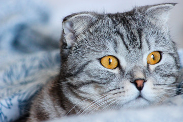 Portrait of grey scottish fold cat. Tabby  shorthair kitten. Big yellow eyes. A beautiful background for wallpaper, cover, postcard. Isolated, close up. Cats concept.