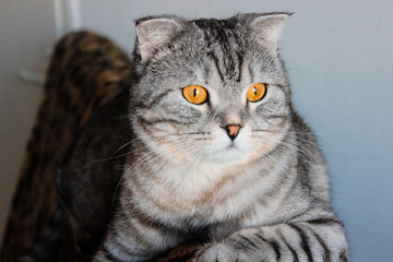 Portrait of grey scottish fold cat. Tabby  shorthair kitten. Big yellow eyes. A beautiful background for wallpaper, cover, postcard. Isolated, close up. Cats concept.