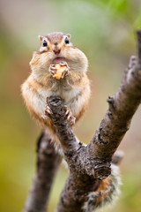 Chipmunk, Japan, Saitama, wild animals