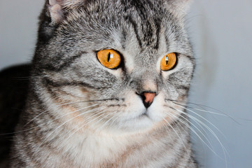 Portrait of grey scottish fold cat. Tabby  shorthair kitten. Big yellow eyes. A beautiful background for wallpaper, cover, postcard. Isolated, close up. Cats concept.