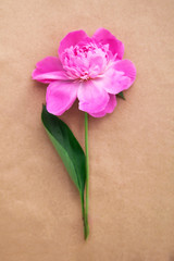 Pink peony flower on brown background. Young fresh plant
